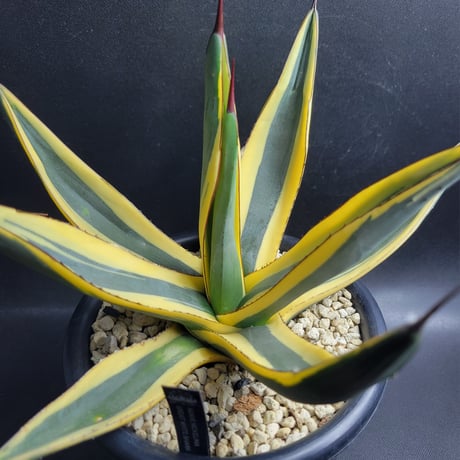 AGAVE NICKELIMA GREAT WHITE SHARK