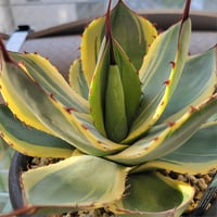 AGAVE PARRYI TRUNCATA ORIZABA