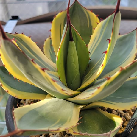 AGAVE PARRYI TRUNCATA ORIZABA