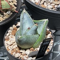 AGAVE PUMILA
