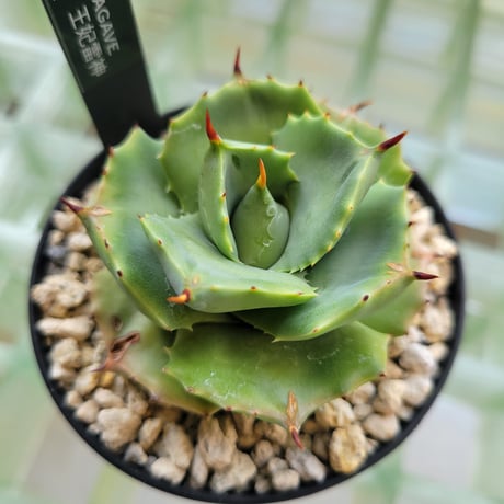 AGAVE 王妃雷神(アオ)