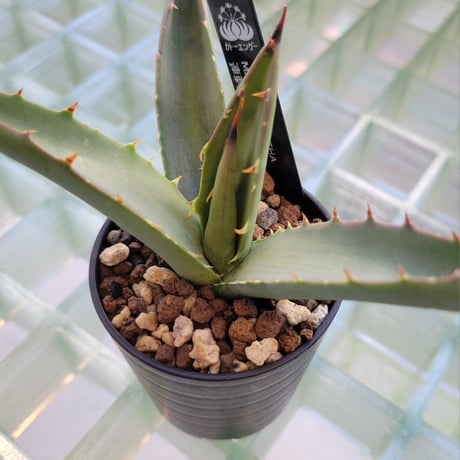 AGAVE MACROACANTHA 連刺タイプ