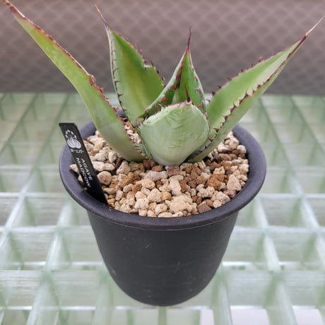 AGAVE MAD COW(COLORATA×BOVICORNUTA)