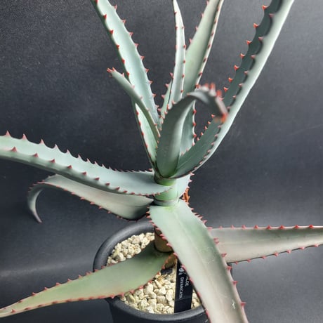 ALOE DIVARICATA