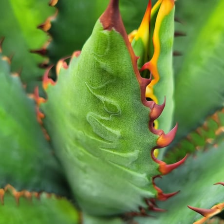 AGAVE 万代巌竜 LOPHANTHA×TITANOTA