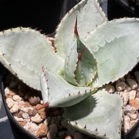 AGAVE DRAGON TOES VARIEGATA