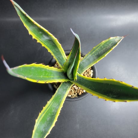 AGAVE SALMIANA CRASSISPINA VARIEGATA