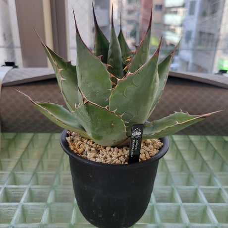 AGAVE PARRASANA