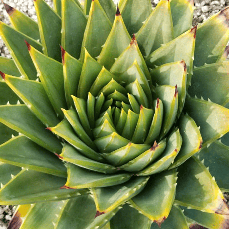 ALOE POLYPHYLLA