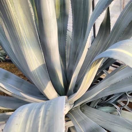 AGAVE FRANZOSINII VARIEGATA