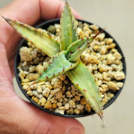 AGAVE NEOMEXICANA VARIEGATA
