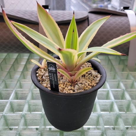 AGAVE DESMETTIANA 雪月花