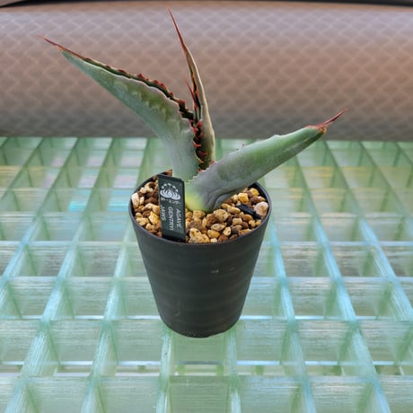 AGAVE GENTRYI JAWS
