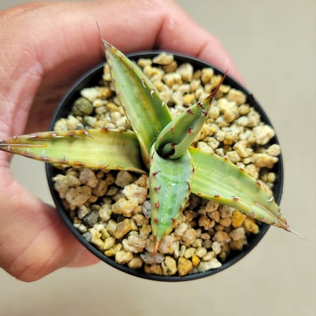 AGAVE NEOMEXICANA VARIEGATA