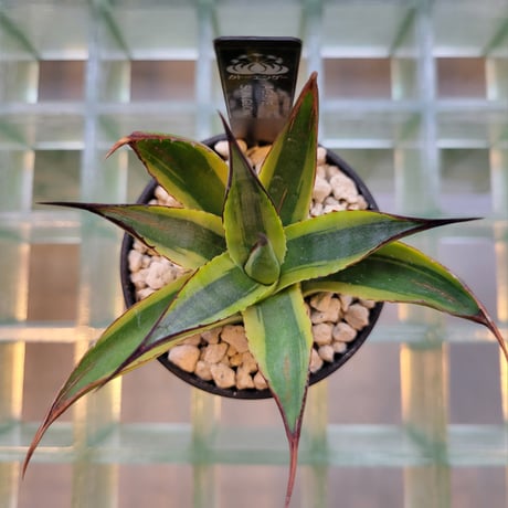 AGAVE SUN GLOW