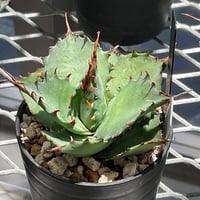 AGAVE SHAWII X POTATORUM