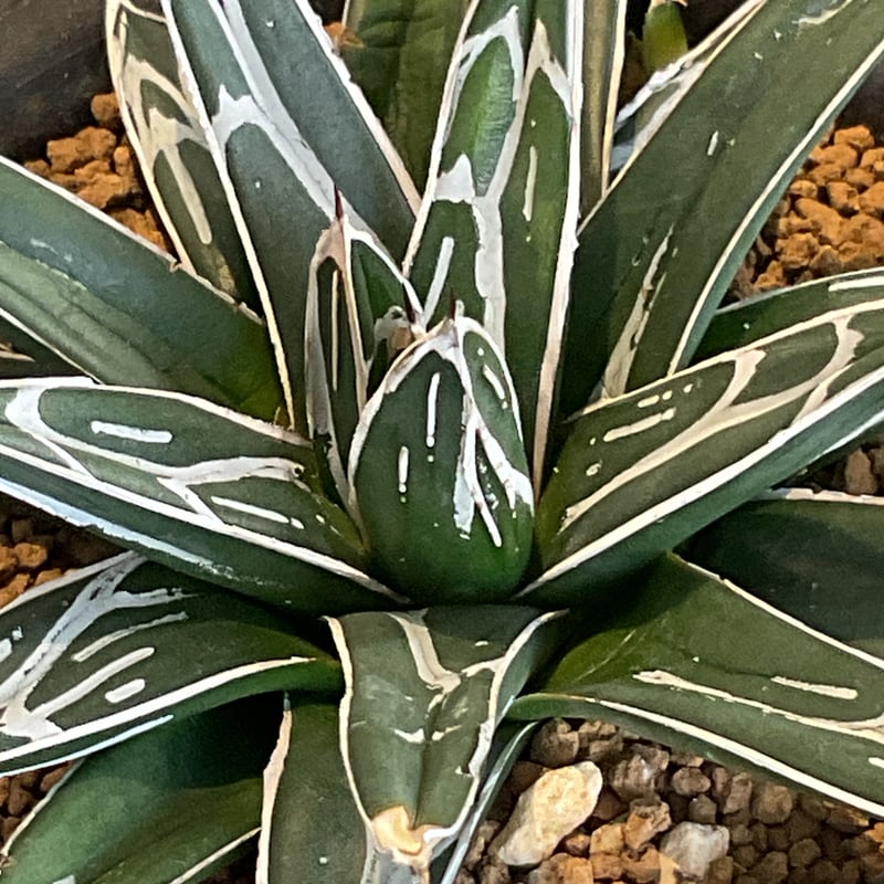 AGAVE VICTORIAE-REGINAE 笹の雪 | カトーエンゲー東京