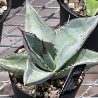 AGAVE PARRYI LUCKY STRIPE | カトーエンゲー東京