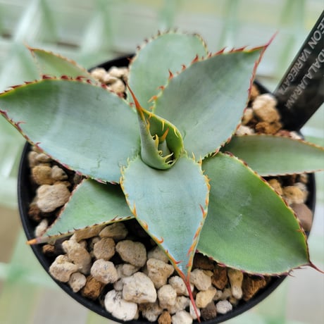 AGAVE GUADALAJARANA LEON VARIEGATA