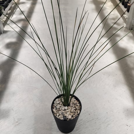 XANTHORRHOEA GLAUCA HYBRID