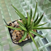 AGAVE ALBOPILOSA