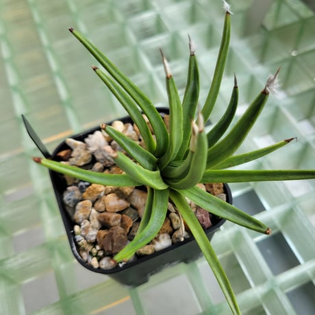 AGAVE ALBOPILOSA