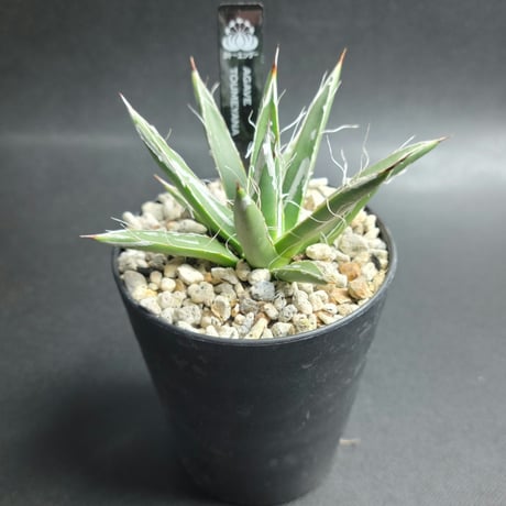 AGAVE TOUMEYANA