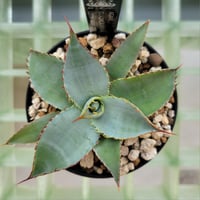 AGAVE GUADALAJARANA LEON VARIEGATA