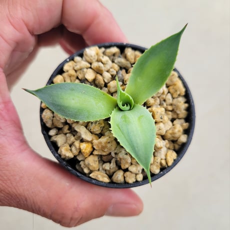 AGAVE POTATORUM 風月