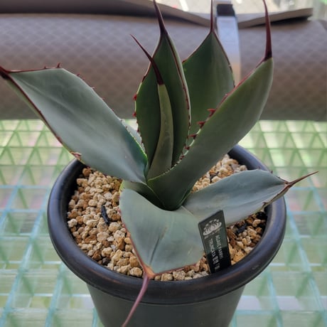AGAVE PARRYI TRUNCATA 管理「鎮」
