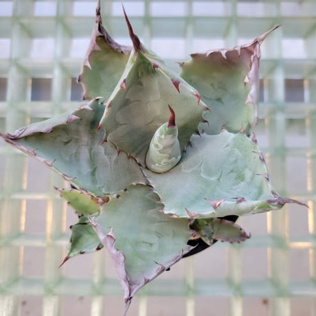 AGAVE COLORATA 武蔵坊