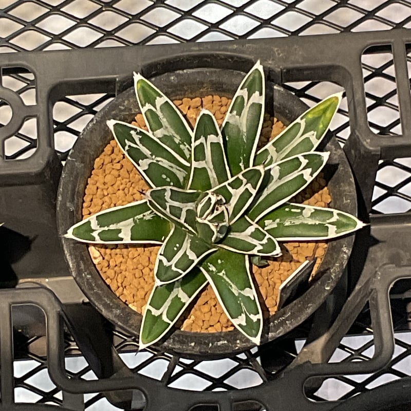 AGAVE VICTORIAE-REGINAE 笹の雪 | カトーエンゲー東京