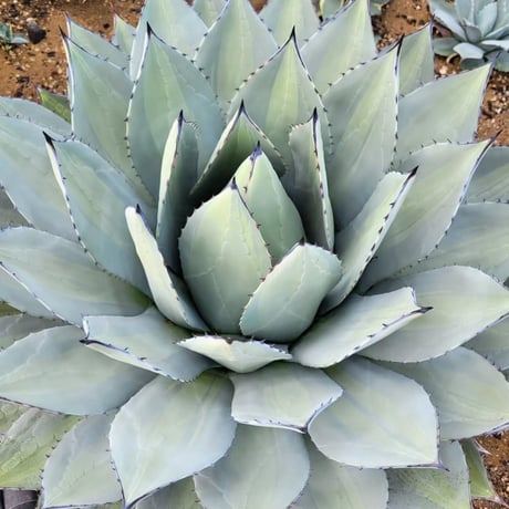AGAVE PARRYI HUACHUCENSIS EXCELSIOR