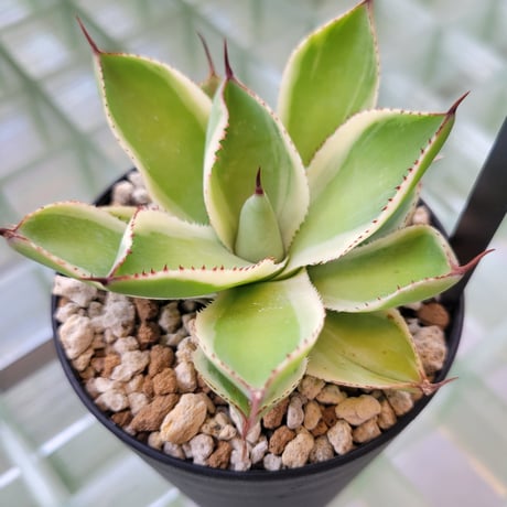 AGAVE BABY TEETH VARIEGATA