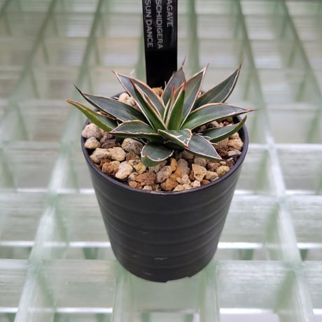 AGAVE SCHIDIGERA SUN DANCE