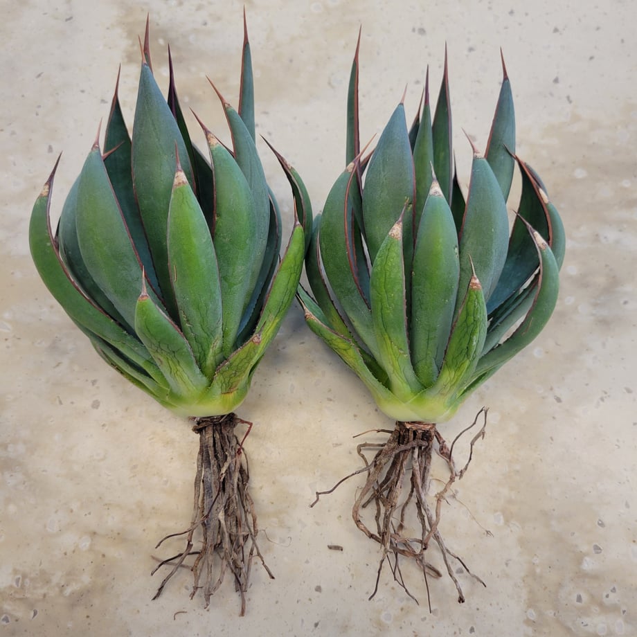 69981dedcbce521d50c78286