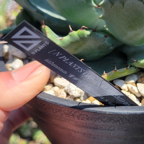 AGAVE ISTHMENSIS ×(COLORATA×ISTHMENSIS) N PLANTS