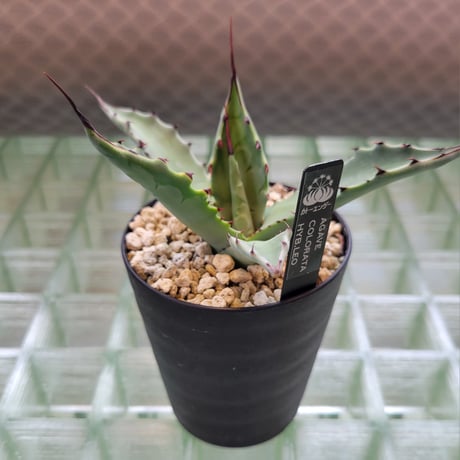 AGAVE COLORATA HYB.LEO