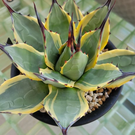 AGAVE APPLANATA CREAM SPIKE