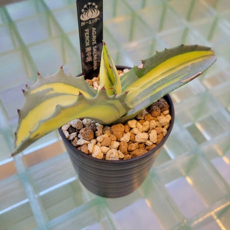 AGAVE SALMIANA FEROX 黄中斑
