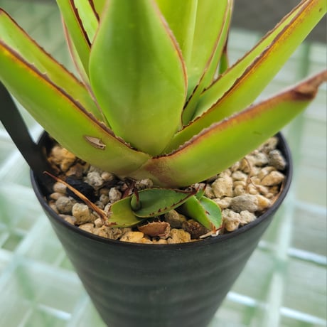 AGAVE ROMANII