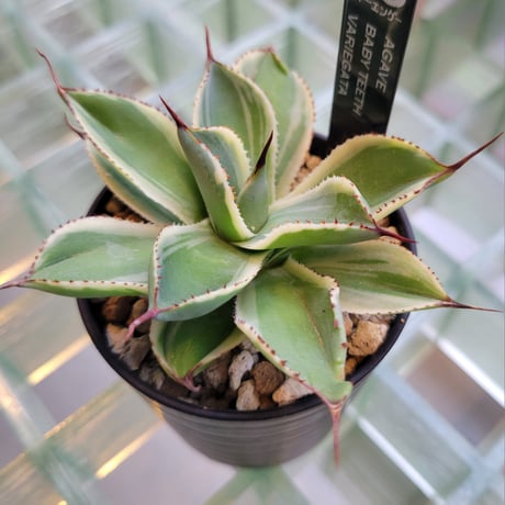 AGAVE BABY TEETH VARIEGATA