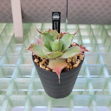 AGAVE POTATORUM CAMERON BLUE