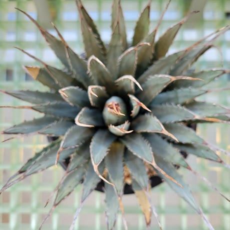 AGAVE UTAHENSIS