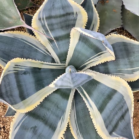 AGAVE CELSII NOVA 白覆輪