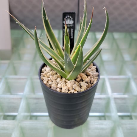 AGAVE MULTIFIRIFERA STARSHINE