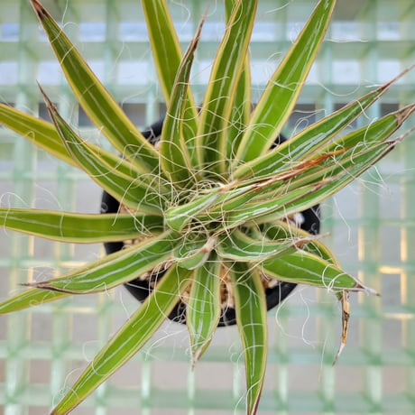 AGAVE MULTIFIRIFERA STARSHINE