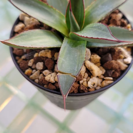 AGAVE BLUE EMBER VARIEGATA
