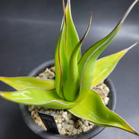 AGAVE IMPRESSA SMOOTH EDGE