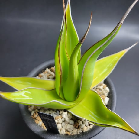 AGAVE IMPRESSA SMOOTH EDGE